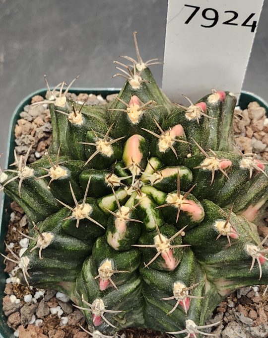 Gymnocalycium Mihanovichii Variegated 3.5in Full Green and Hot Pink Tips #7924