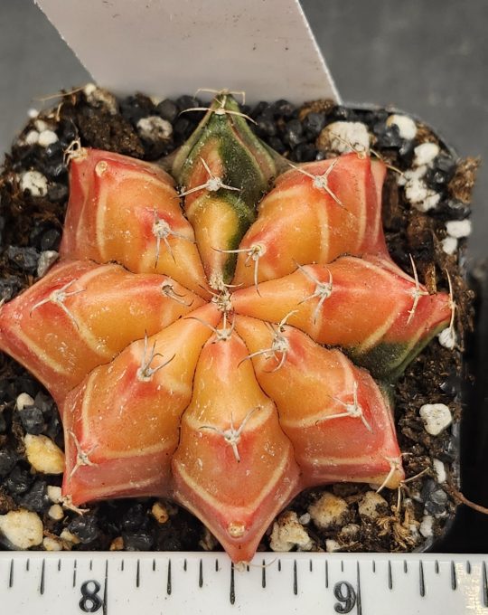 Gymnocalycium Mihanovichii Variegated Cactus Bright Orange with White Cheverons #7770