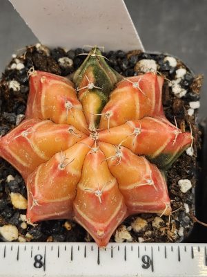 Gymnocalycium Mihanovichii Variegated Cactus Bright Orange with White Cheverons #7770