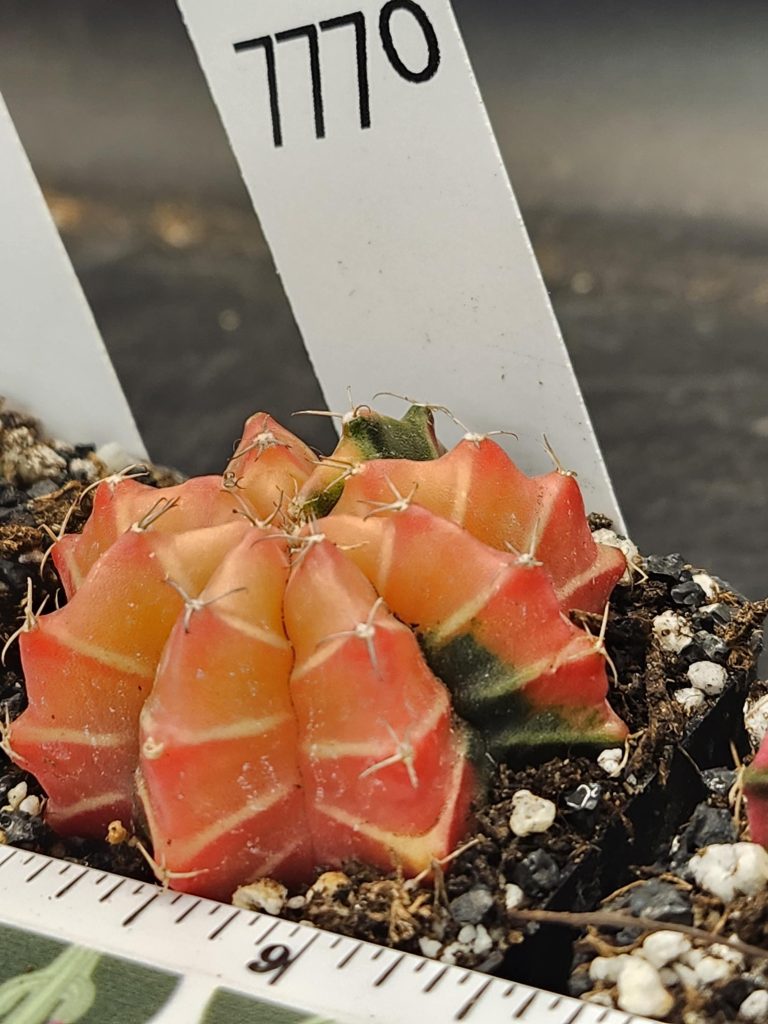 Gymnocalycium Mihanovichii Variegated Cactus Bright Orange with White Cheverons #7770 - Image 2