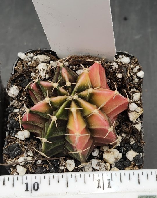 Gymnocalycium Mihanovichii Variegated Cactus Pastel Pink and Dark Green #7771