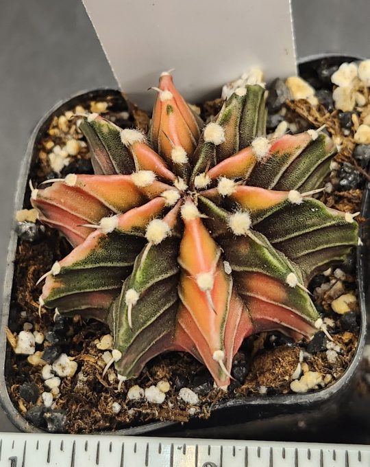 Gymnocalycium Mihanovichii Variegated Cactus Alternating Ribs Orange and Green #7772