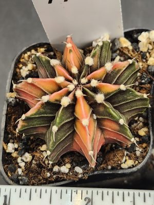 Gymnocalycium Mihanovichii Variegated Cactus Alternating Ribs Orange and Green #7772