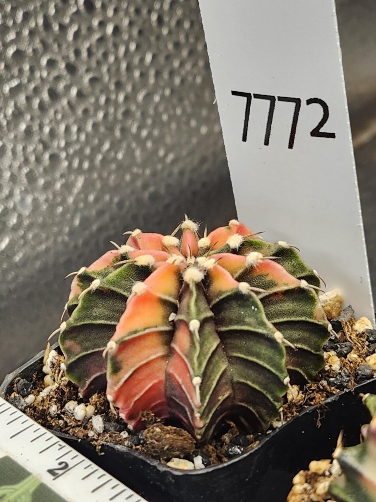 Gymnocalycium Mihanovichii Variegated Cactus Alternating Ribs Orange and Green #7772 - Image 2
