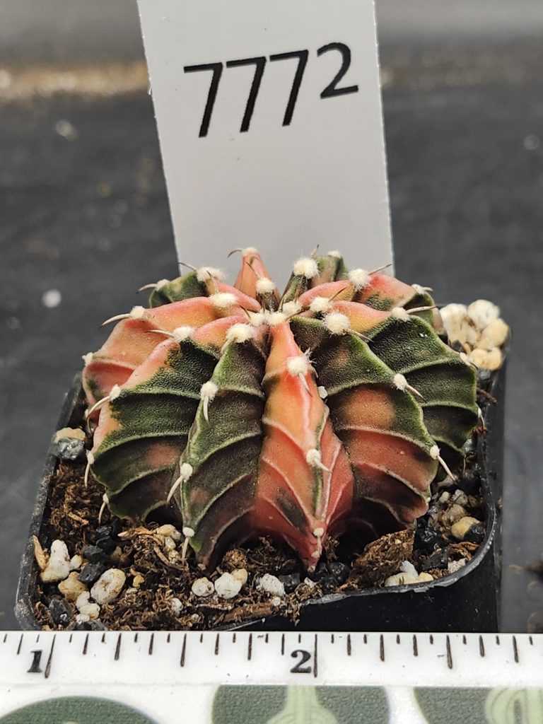 Gymnocalycium Mihanovichii Variegated Cactus Alternating Ribs Orange and Green #7772 - Image 3