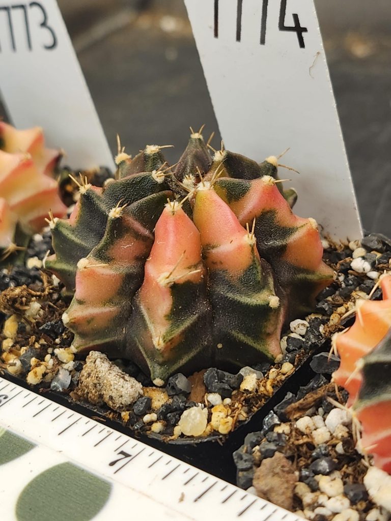Gymnocalycium Mihanovichii Variegated Cactus Dark Purple with Light Pink #7774 - Image 2