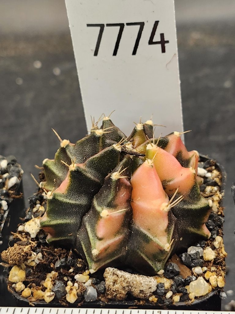 Gymnocalycium Mihanovichii Variegated Cactus Dark Purple with Light Pink #7774 - Image 3