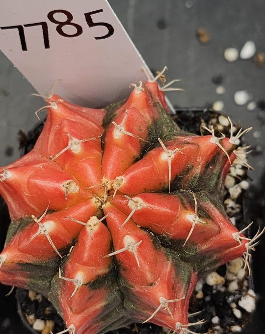 Gymnocalycium Mihanovichii Variegated Cactus Bright Pinky Red With Green Centers #7785