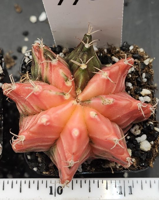 Gymnocalycium Mihanovichii Variegated Cactus Pinkey Pie With a Missing Slice #7786