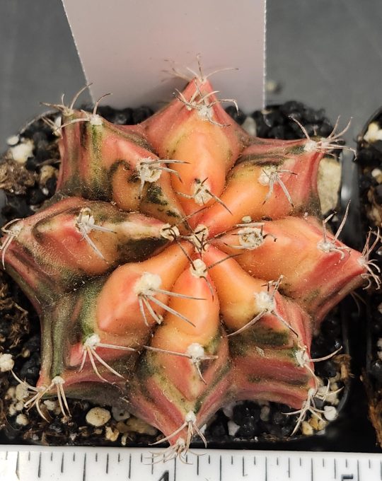 Gymnocalycium Mihanovichii Variegated Orange Colorful Cactus #7788