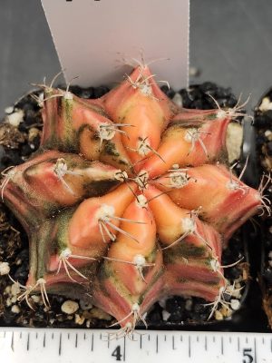 Gymnocalycium Mihanovichii Variegated Orange Colorful Cactus #7788