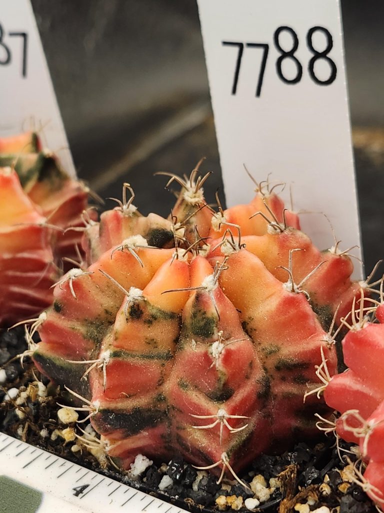 Gymnocalycium Mihanovichii Variegated Orange Colorful Cactus #7788 - Image 2