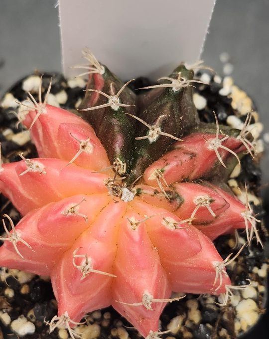 Gymnocalycium Mihanovichii Variegated Cactus Pink with Missing Quarter #7789