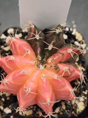 Gymnocalycium Mihanovichii Variegated Cactus Pink with Missing Quarter #7789