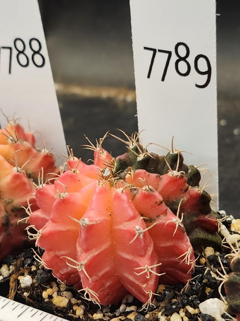 Gymnocalycium Mihanovichii Variegated Cactus Pink with Missing Quarter #7789 - Image 2