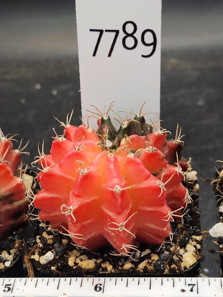 Gymnocalycium Mihanovichii Variegated Cactus Pink with Missing Quarter #7789 - Image 3