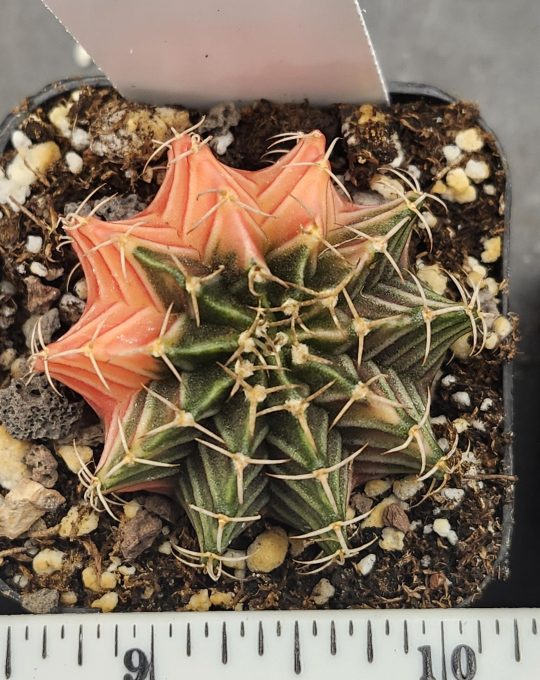 Gymnocalycium Mihanovichii Variegated Dark Sky Cresent Moon #7874