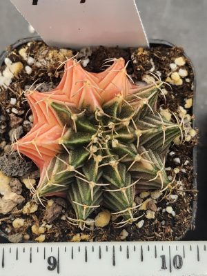 Gymnocalycium Mihanovichii Variegated Dark Sky Cresent Moon #7874