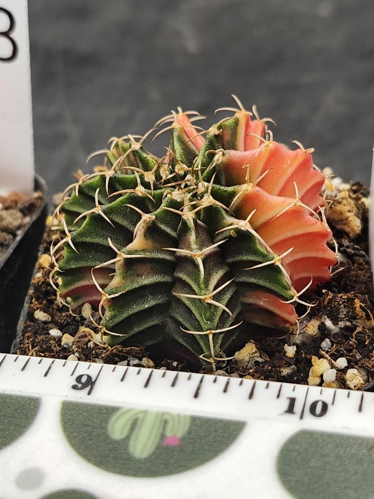 Gymnocalycium Mihanovichii Variegated Dark Sky Cresent Moon #7874 - Image 2