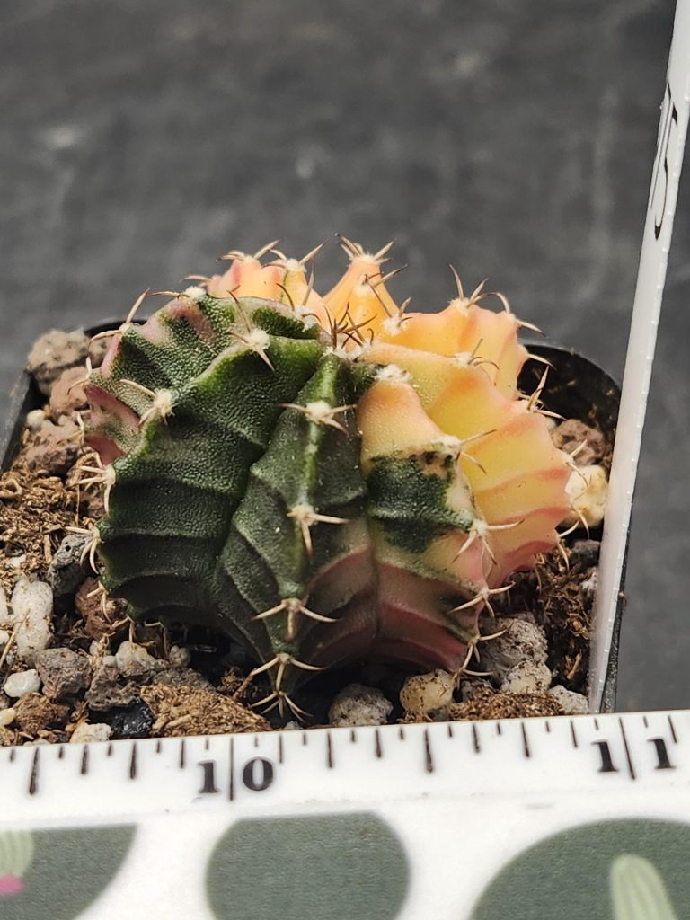 Gymnocalycium Mihanovichii Variegated Cactus Yellow Green Half Moon #7875 - Image 2