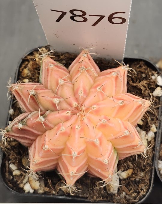 Gymnocalycium Mihanovichii Variegated Very Light Pastel Pink #7876