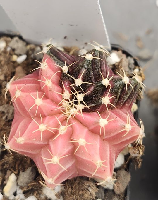 Gymnocalycium Mihanovichii Variegated Baby Pink With Greenish Purple #7877