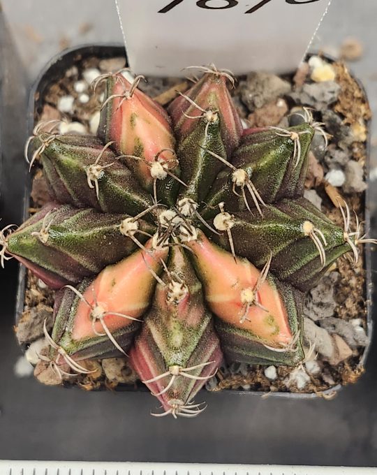 Gymnocalycium Mihanovichii Variegated Dark Green with a Hint of Pink #7878