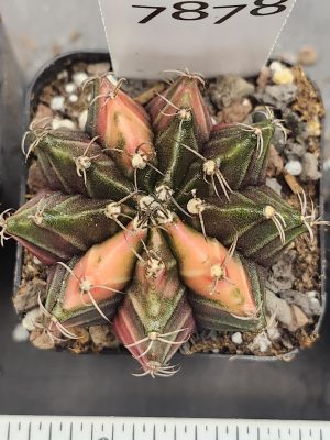 Gymnocalycium Mihanovichii Variegated Dark Green with a Hint of Pink #7878