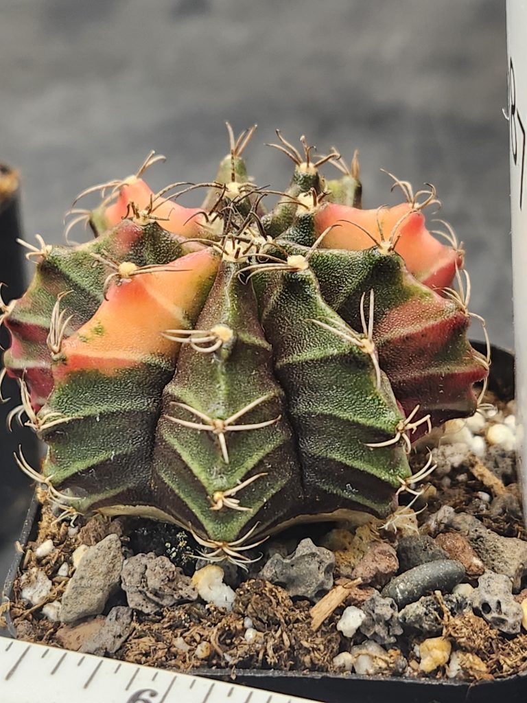 Gymnocalycium Mihanovichii Variegated Dark Green with a Hint of Pink #7878 - Image 2