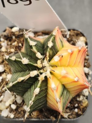 Gymnocalycium Mihanovichii Variegated Half Moon Large Tuffs #7890