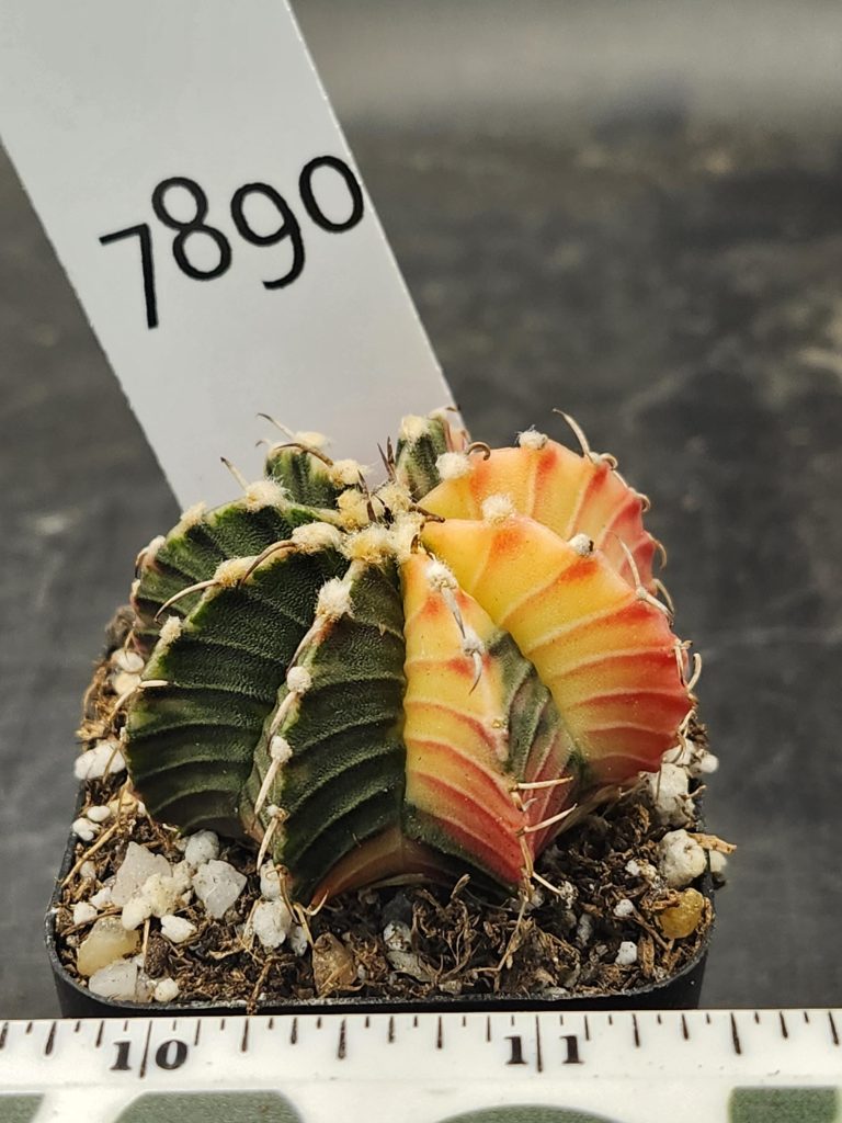 Gymnocalycium Mihanovichii Variegated Half Moon Large Tuffs #7890 - Image 3