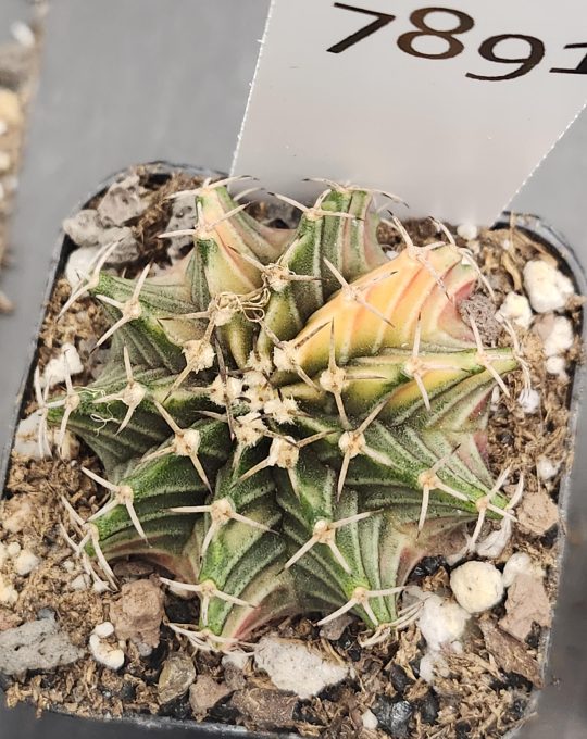 Gymnocalycium Mihanovichii Variegated Green and Yellow Multi Ribbed #7891