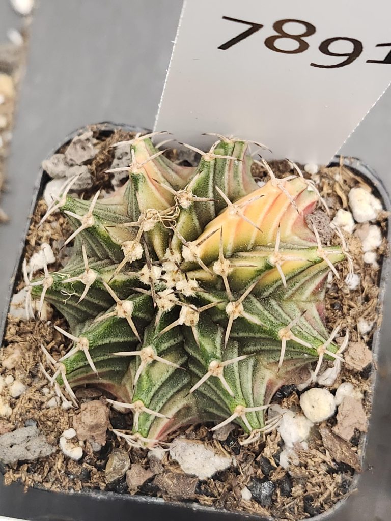 Gymnocalycium Mihanovichii Variegated Green and Yellow Multi Ribbed #7891