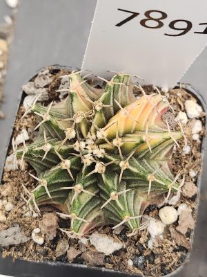 Gymnocalycium Mihanovichii Variegated Green and Yellow Multi Ribbed #7891