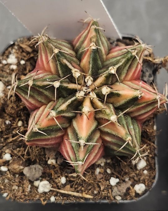 Gymnocalycium Mihanovichii Variegated Colorful Green and Pink Cactus #7909