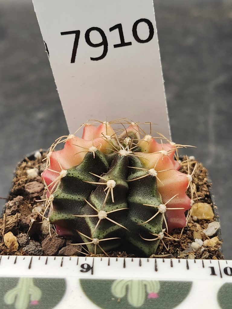Gymnocalycium Mihanovichii Variegated Deep Green and Baby Pink #7910 - Image 3