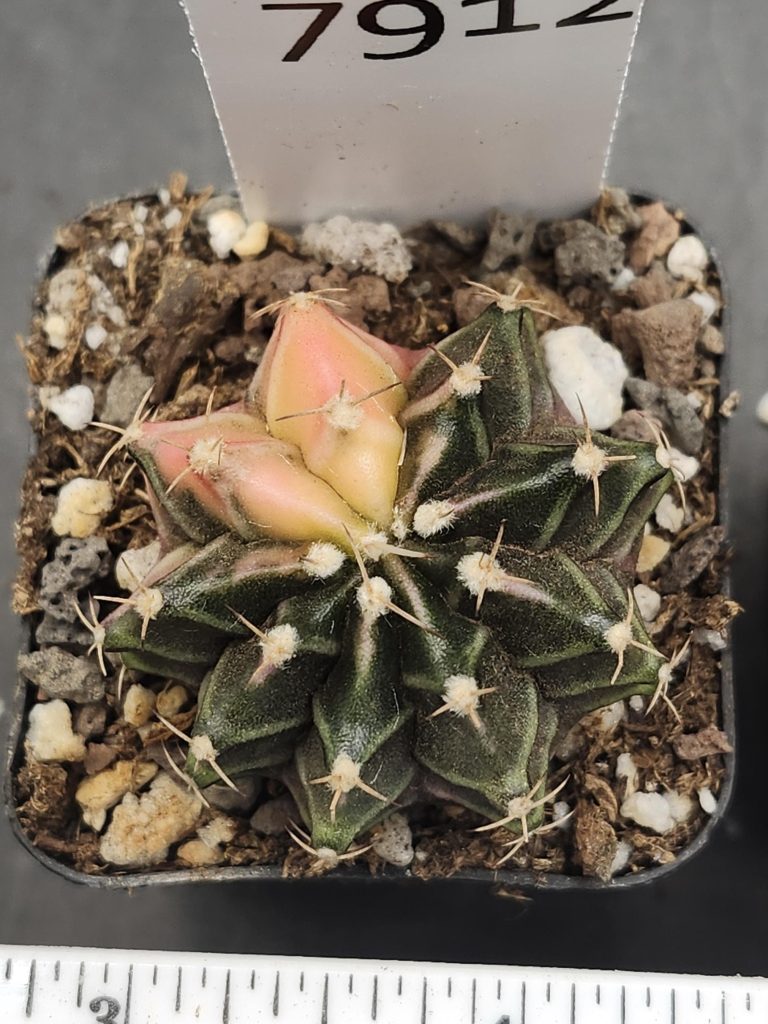 Gymnocalycium Mihanovichii Variegated Dark Goth Style Cactus #7912