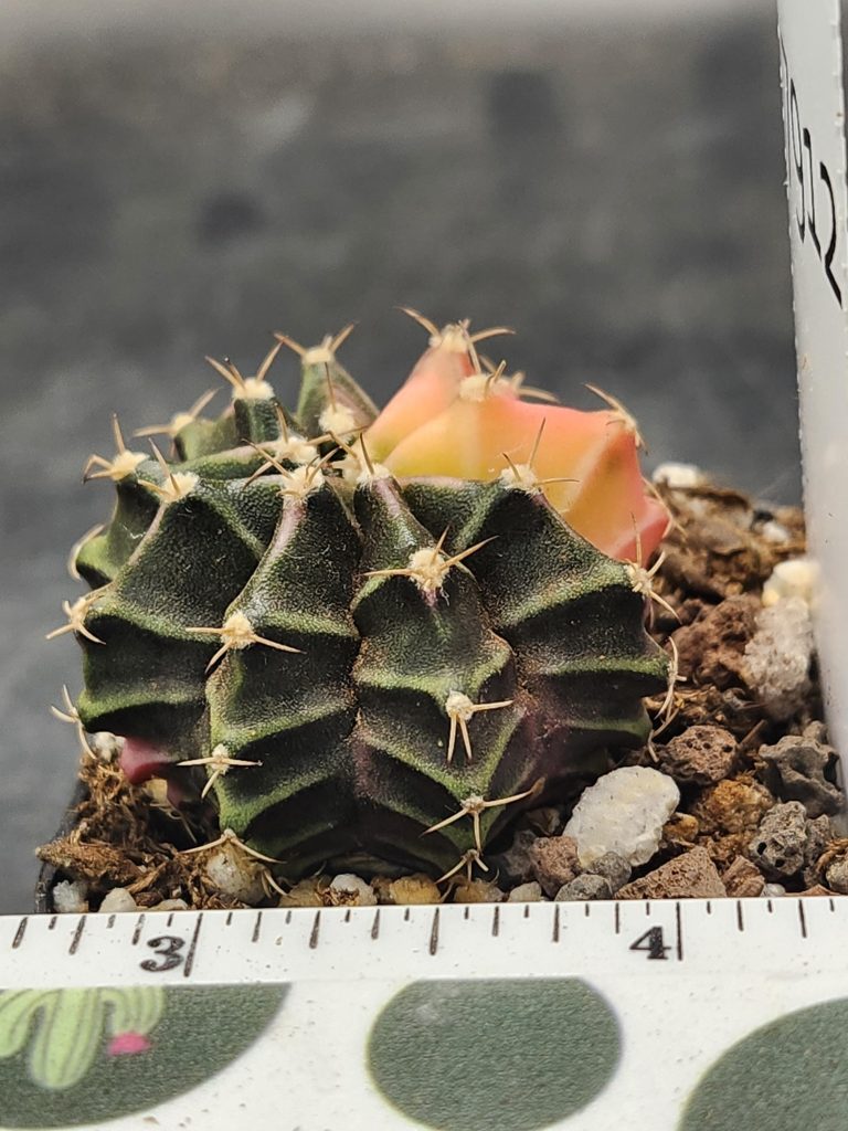 Gymnocalycium Mihanovichii Variegated Dark Goth Style Cactus #7912 - Image 2