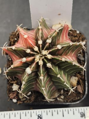 Gymnocalycium Mihanovichii Variegated Forrest Green Coral Pink Cactus #7914