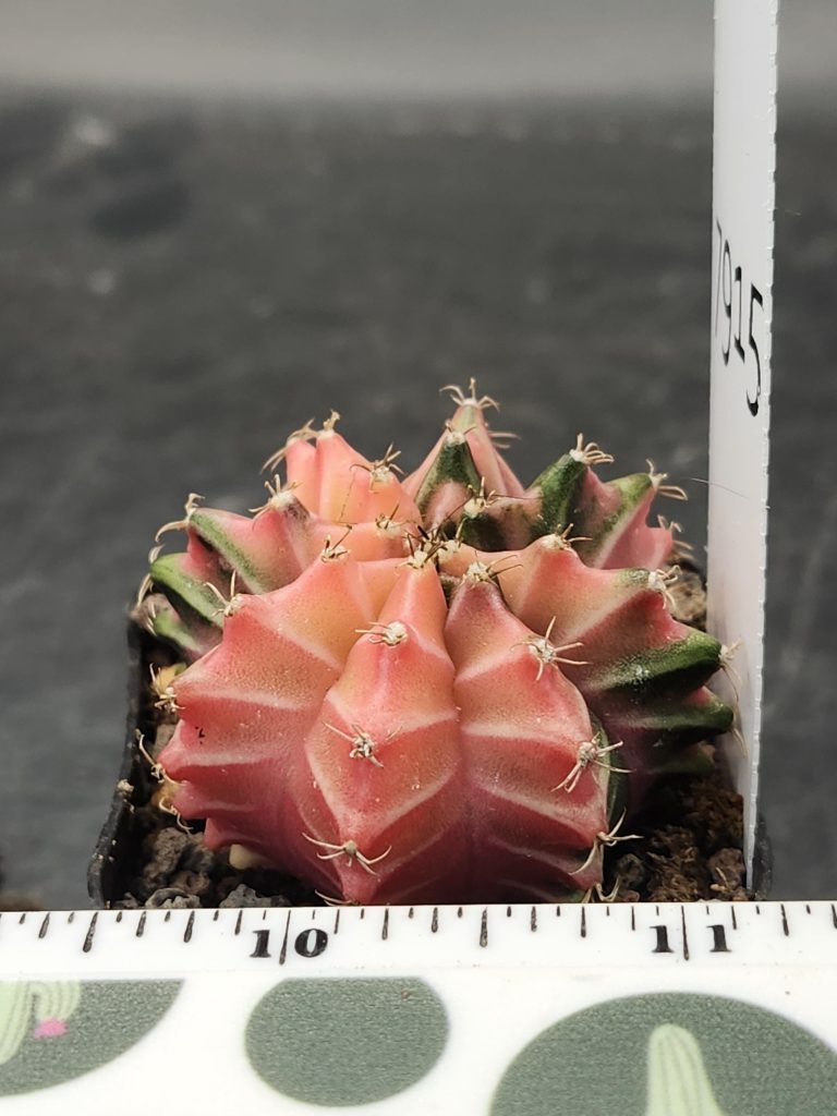 Gymnocalycium Mihanovichii Variegated Peachy Pink Cactus with Hints of Green #7915 - Image 2