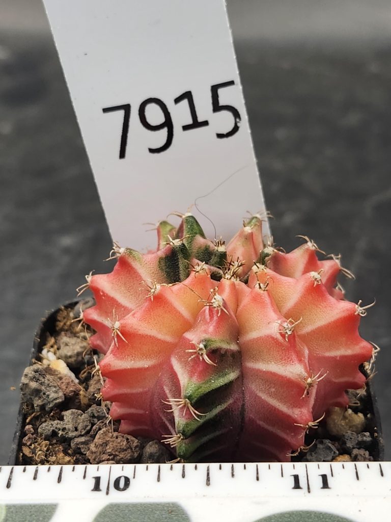 Gymnocalycium Mihanovichii Variegated Peachy Pink Cactus with Hints of Green #7915 - Image 3