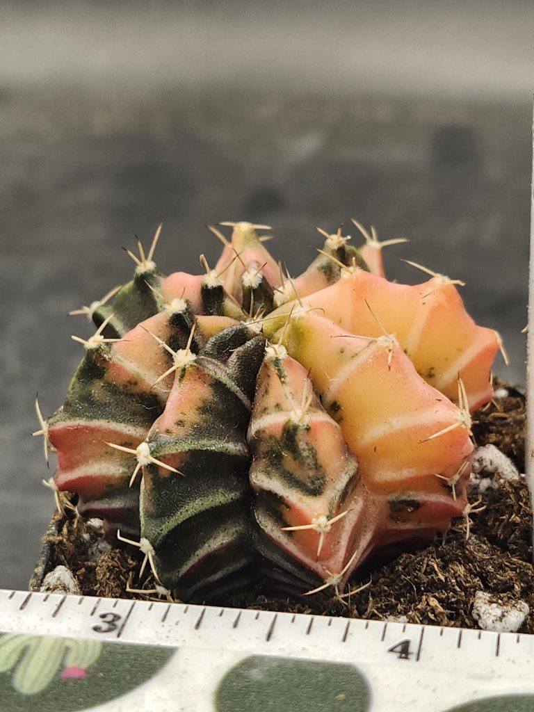 Gymnocalycium Mihanovichii Variegated Light Pink Deep Green Pattern #7917 - Image 2
