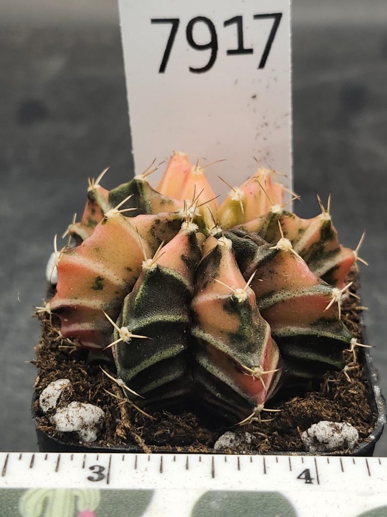 Gymnocalycium Mihanovichii Variegated Light Pink Deep Green Pattern #7917 - Image 3