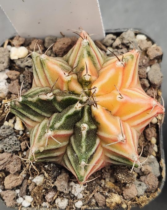 Gymnocalycium Mihanovichii Variegated Star Shaped Orange and Green Cactus #7918