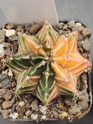 Gymnocalycium Mihanovichii Variegated Star Shaped Orange and Green Cactus #7918