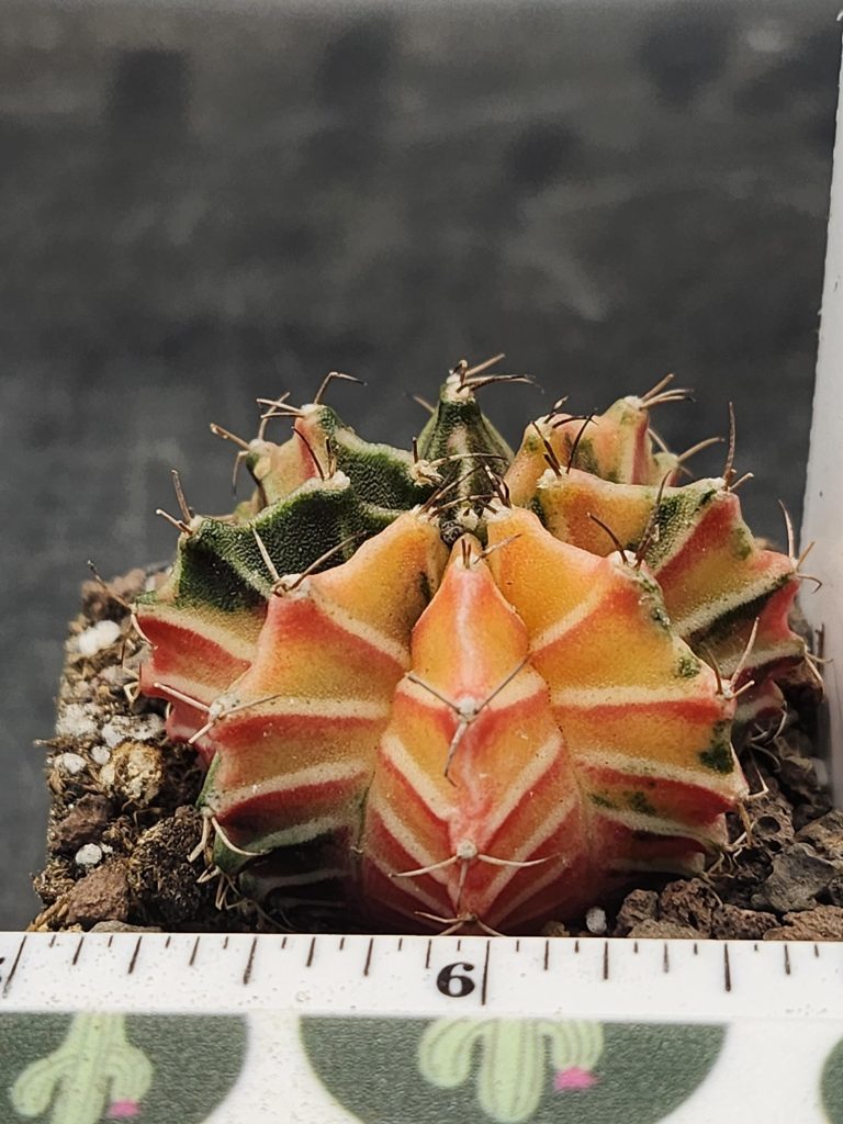 Gymnocalycium Mihanovichii Variegated Star Shaped Orange and Green Cactus #7918 - Image 2