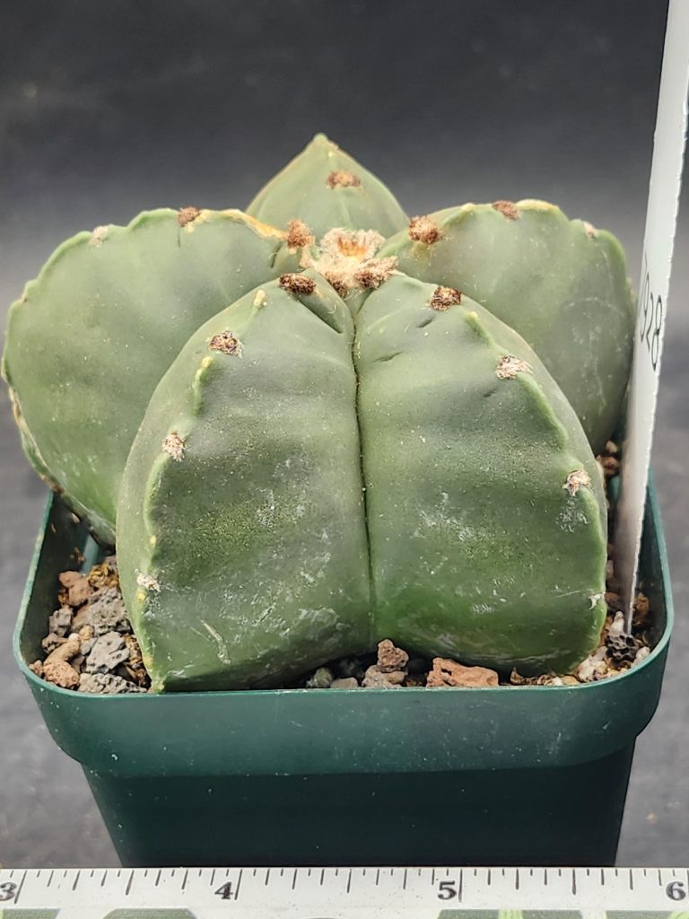 Astrophytum Myriostigma Nudum (Bishop's Cap) Cactus Unique Rare Beautiful  Fat Ribs Cacti #7928 - Image 2