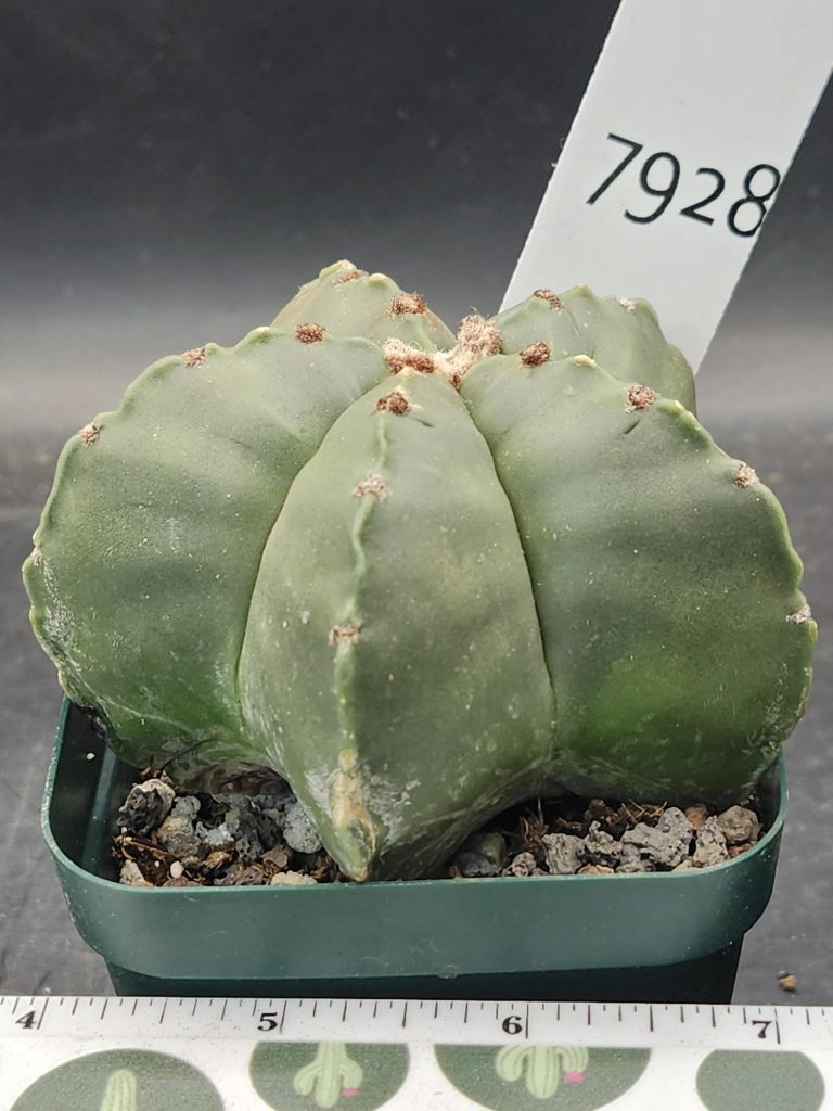 Astrophytum Myriostigma Nudum (Bishop's Cap) Cactus Unique Rare Beautiful  Fat Ribs Cacti #7928 - Image 3