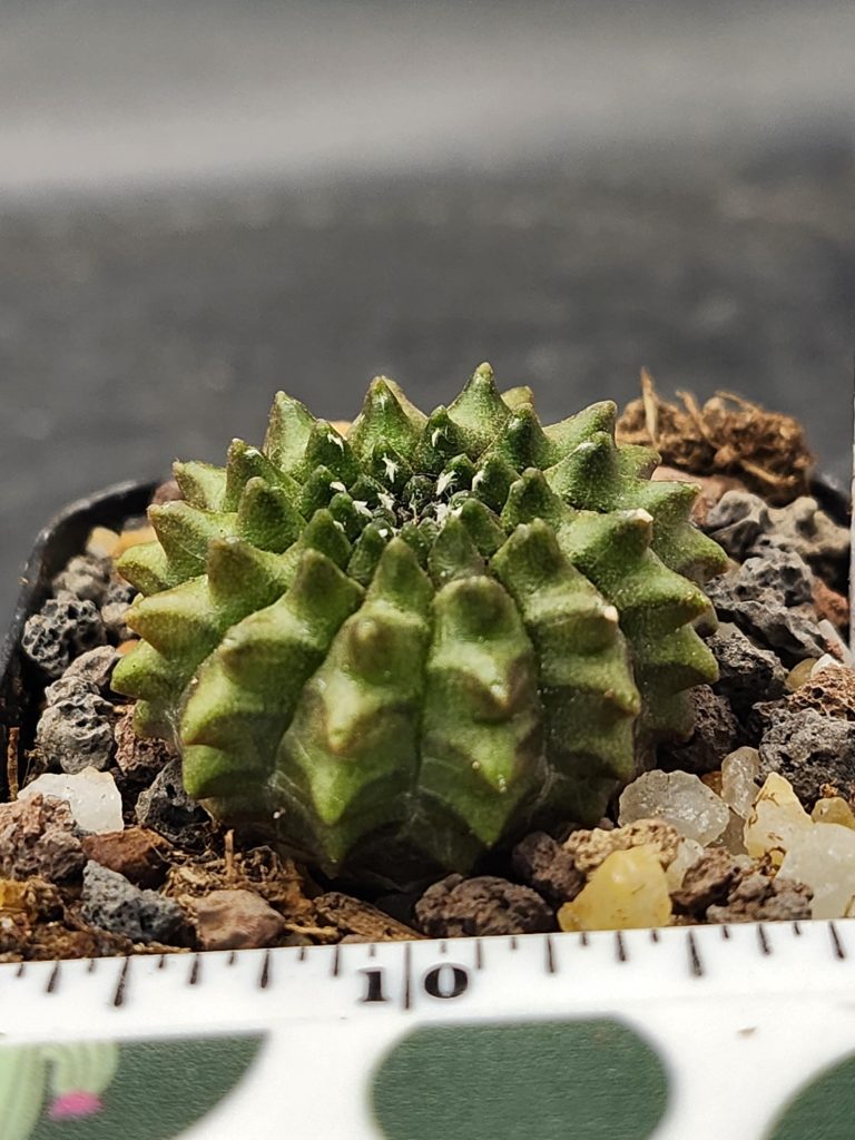Gymnocalycium Cristata Crested Thornless Cactus Unique Rare Special Cacti #7938 - Image 2