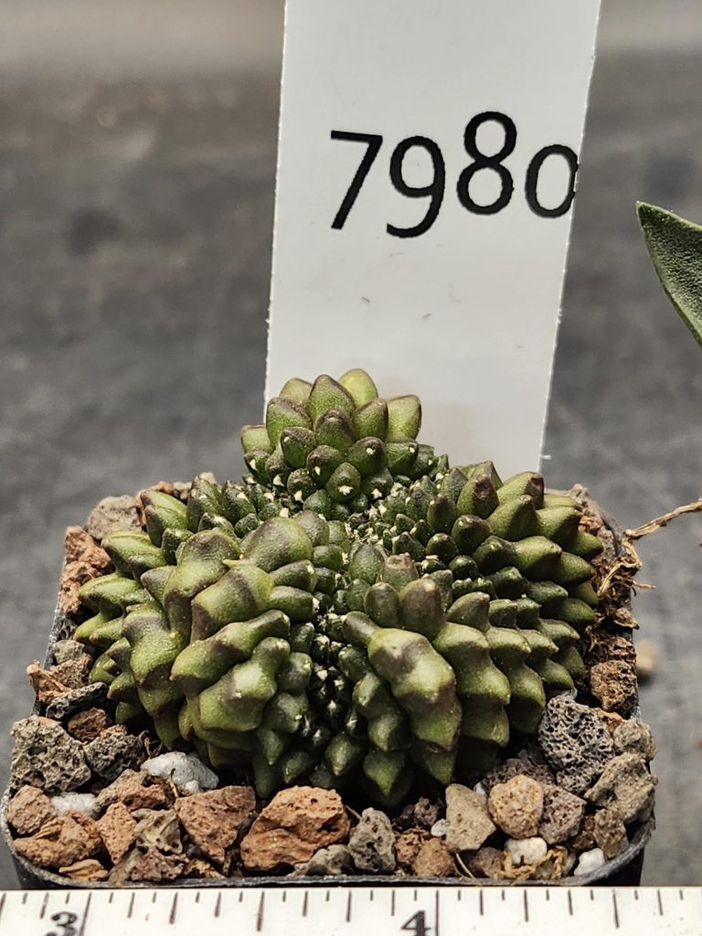 Gymnocalycium Cristata Crested Thornless Cactus Unique Rare Special Cacti #7980 - Image 3